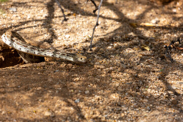 A Sonoran gopher snake, Pituophis catenifer affinis, slithering out of a round-tailed ground squirrel burrow while on the hunt in the Sonoran Desert. Pima County, Tucson, Arizona, USA.