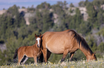 Wild Horse Mare and Foal in Summer in the Pryor Mountains Montana