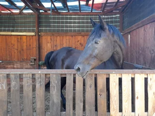 Fotobehang Cavallo dentro al recinto del maneggio © Alfons Photographer