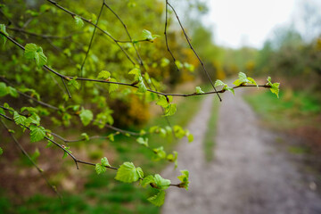 Close up of young leaves in the spring