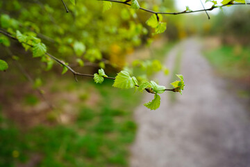 Close up of young leaves in the spring
