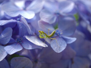 2023甲府中央公園・紫陽花