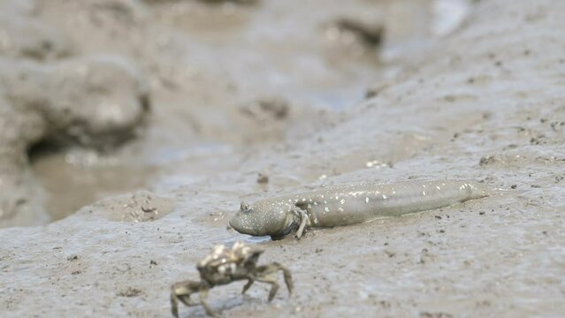 干潟で休むムツゴロウとヤマトオサガニ