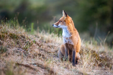 This photo shows a fox in his natural habitat. The fox lives in the Dutch dunes. 