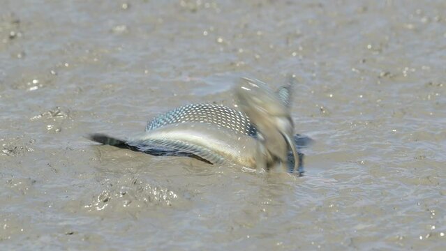 求愛のジャンプをするムツゴロウ