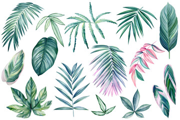 Exotic plants, palm leaves on an isolated white background, watercolor illustration. Blue and pink leaf