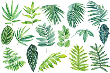 Tropical plants set. Palm leaf. Green leaves painted in hand-made watercolor, botanical painting © Hanna