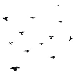 Silhouette sketch of a flock of flying birds, flight in different positions. Hover, soaring, landing, flying, flutter