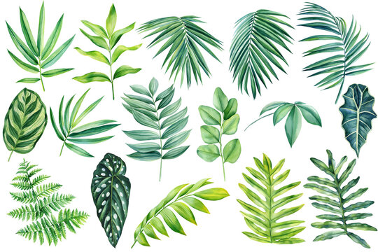 Tropical plants set. Palm leaf. Green leaves painted in hand-made watercolor, botanical painting
