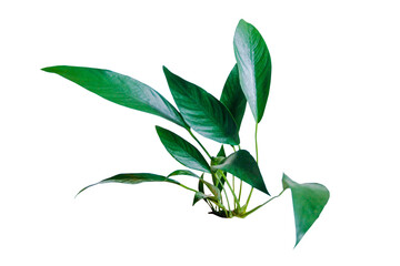 Green leaves of Anubias Congensis popular aquarium plants isolated on transparent background. PNG...