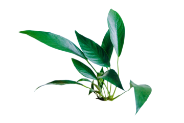 Green leaves of Anubias Congensis popular aquarium plants isolated on transparent background. PNG transparency