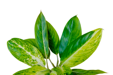 Awesome Aglaonema leaf motif isolated on transparent background. PNG transparency