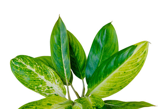 Awesome Aglaonema leaf motif isolated on transparent background. PNG transparency