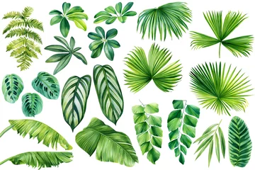 Fotobehang Tropische bladeren Tropical leaves. Jungle plant, watercolor flora elements, palm, fern, banana and bamboo. Hand drawn green leaf isolated