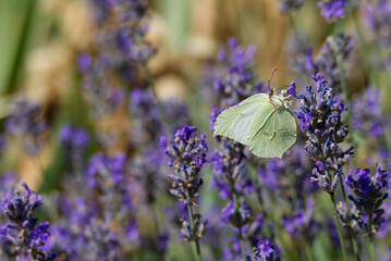 Common brimstone butterfly (Gonepteryx rhamni) sitting on lavender in Zurich, Switzerland