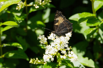 Small Tortoiseshell Butterfly (Aglais urticae) sitting on a flowering hedge in Zurich, Switzerland