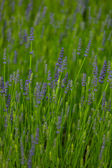 Obraz premium Lavender field
