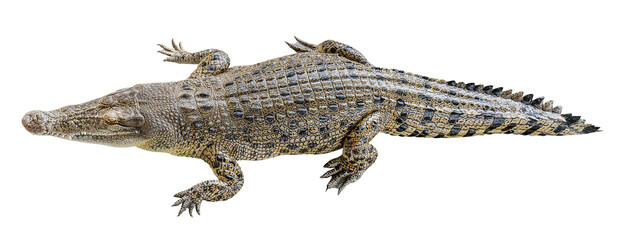 Saltwater crocodile sleeping