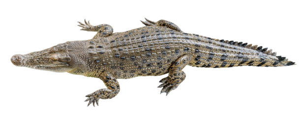 Saltwater crocodile sleeping