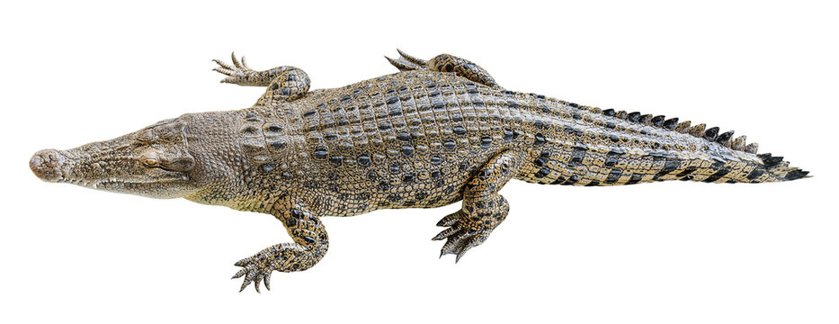 Saltwater crocodile sleeping