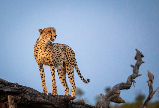 A male cheetah, Acinonyx jubatus, standing on a fallen over tree.