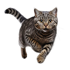 american shorthair cat isolated