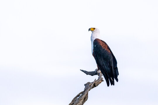 A fish eagle, Haliaeetus vocifer, perched on top of a branch.