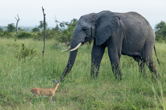 An elephant, Loxodonta africana, and a Steenbok, Raphicerus campestris, standing opposite each other in long grass.
