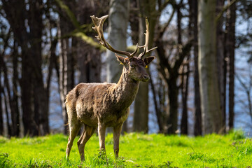 Wild Deer in Ireland