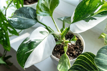 Close up of leaves philodendron white princess in the pot at home. Indoor gardening. Hobby. Green...