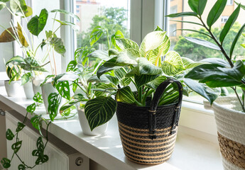Close up of leaves philodendron white measures or birkin or new wave in the pot at home. Indoor...