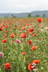Fototapeta premium Mohn-Mohnfelder-Blüten-Blumen-Natur-Felder