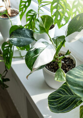 Close up of leaves philodendron white princess in the pot at home. Indoor gardening. Hobby. Green houseplants. Modern room decor, interior. Lifestyle, Still life with plants