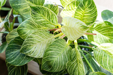 Close up of leaves philodendron white measures or birkin or new wave in the pot at home. Indoor gardening. Hobby. Green houseplants. Modern room decor, interior. Lifestyle, Still life with plants
