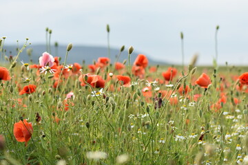 Mohn-Mohnfelder-Blüten-Blumen-Natur-Felder
