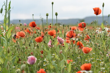 Mohn-Pflanzen-Blumen-Mohnfeld-Feld-Natur