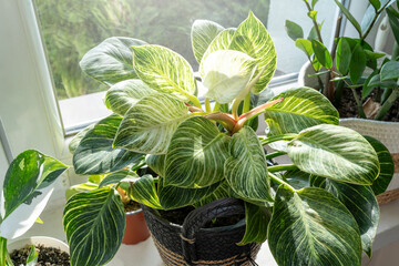 Close up of leaves philodendron white measures or birkin or new wave in the pot at home. Indoor...