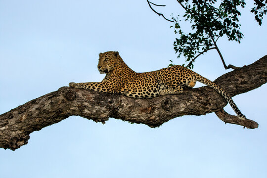 A male leopard, Panthera pardus, lying in a Marula tree, Sclerocarya birrea.