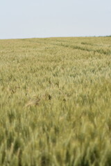 Mohn-Pflanzen-Blumen-Mohnfeld-Feld-Natur