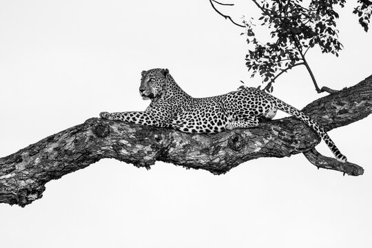A male leopard, Panthera pardus, resting in a Marula tree, Sclerocarya birrea, looking around.
