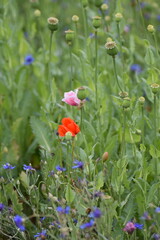 Mohn-Mohnfelder-Blüten-Blumen-Natur-Felder