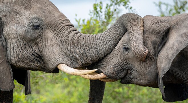 Two Elephants, Loxodonta africana, greet each other.