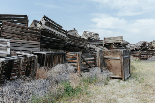 Pile of rotting discarded wooden fruit storage boxes or pallets, tumble weed scattered about.