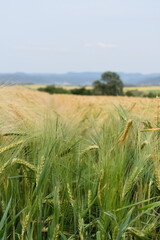 Mohn-Mohnfelder-Bl&uuml;ten-Blumen-Natur-Felder