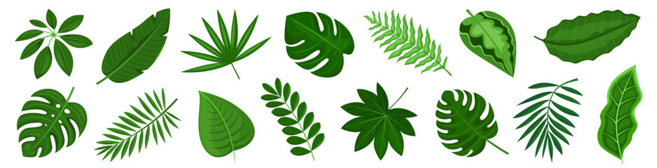 Tropical leaves set. Set tropical greenery leaf. Leaves monstera palm.