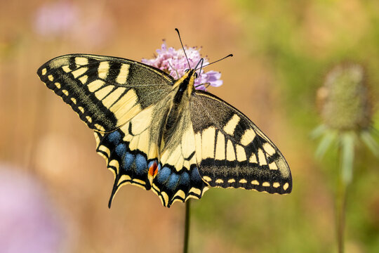 Butterfly near purple flower in nature
