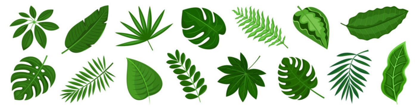 Fototapeta Tropical leaves set. Set tropical greenery leaf. Leaves monstera palm.