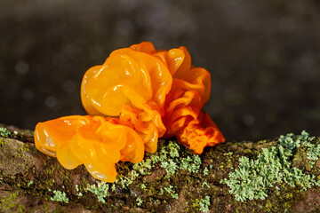 Jelly fungus (Tremella mesenterica). Vivid orange color transparent mushroom in the forest.