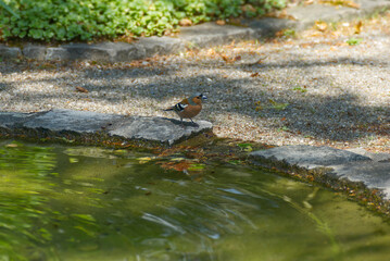 Male common chaffinch (Fringilla coelebs) sitting on the edge of a water fountain in Zurich, Switzerland