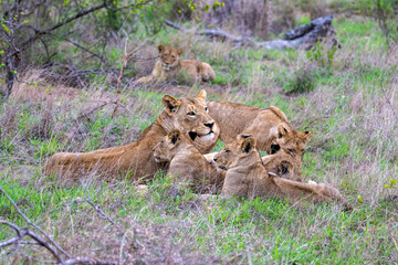 Family group of lions (Panthera leo) in South Africa